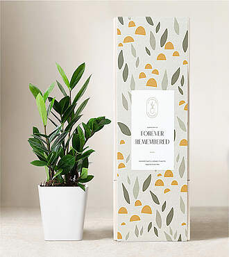 Lula's Garden – Forever Remembered Plants - ZZ Plant - FedEx - P4568