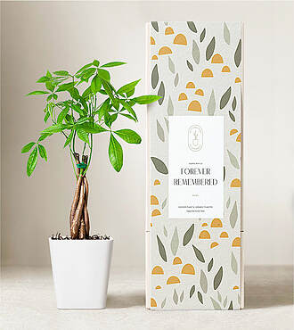 Lula's Garden – Forever Remembered Plants - Money Tree - FedEx - P4569