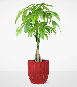 Forever Love Money Tree - FedEx - P4575