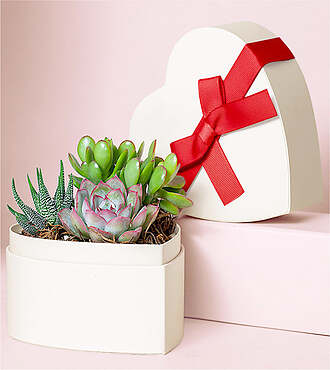 Lula's Small Heart Garden - FedEx - P4579