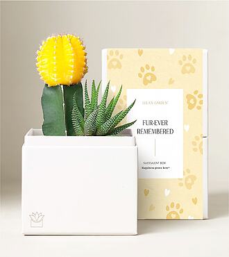 Lula's Ray Garden - Furever Remembered - FedEx - P4608