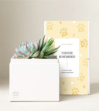 Lula's Bliss Garden - Furever Remembered - Glow Garden - FedEx - P4610