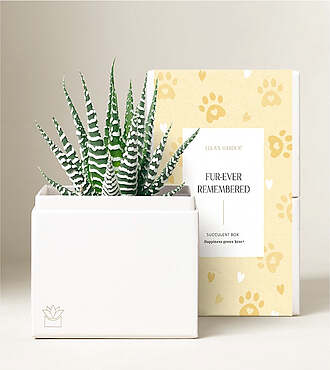 Lula's Bliss Garden - Furever Remembered - Petite Zebra Garden - FedEx - P4611