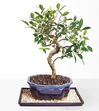 Golden Gate Ficus - FedEx - P4618