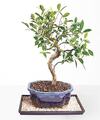 Image of Standard version for Golden Gate Ficus - FedEx