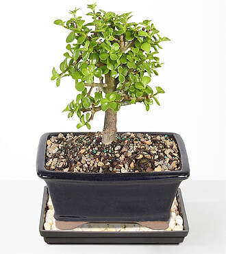 Dwarf Jade Bonsai - FedEx - P4619