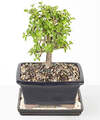 Image of Standard version for Dwarf Jade Bonsai - FedEx