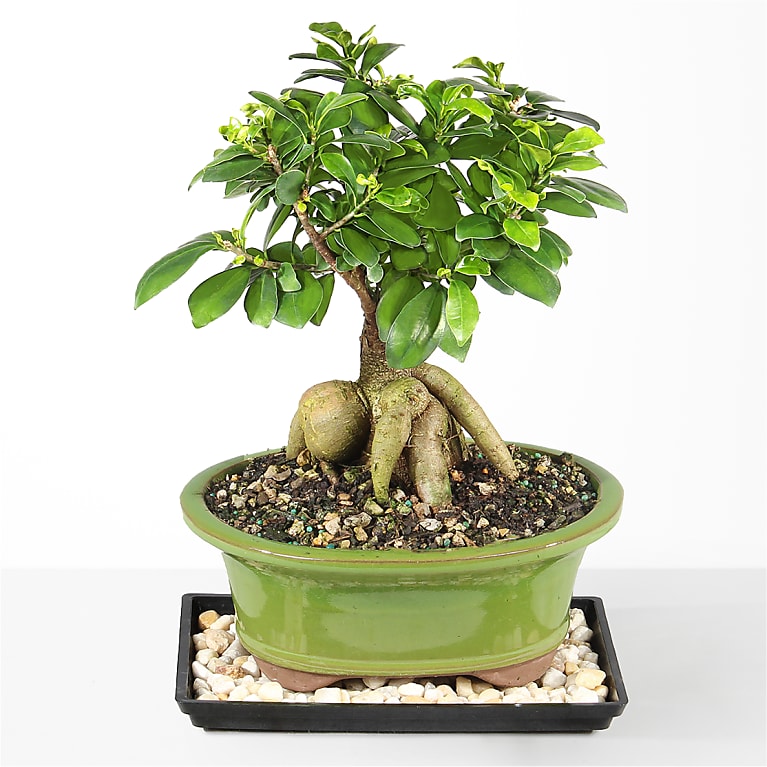 Gensing Grafted Ficus - FedEx - P4620