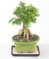 Image of Standard version for Gensing Grafted Ficus - FedEx