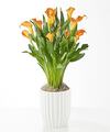 Image of Standard version for Golden Orange Calla Lily Plant - Fluted Ceramic Container - FedEx