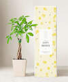 Image of Standard version for Lula's Garden Money Tree Plant - Happy Birthday - Money Tree Plant - FedEx