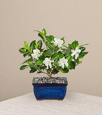Gardenia Bonsai - 8 inch - FedEx - PB11