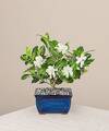 Image of Standard version for Gardenia Bonsai - 8 inch - FedEx