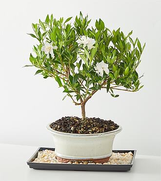 Gardenia Bonsai - 6 inch - FedEx - PB41