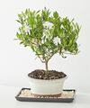 Image of Standard version for Gardenia Bonsai - 6 inch - FedEx