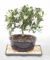 Image of Standard version for Gardenia Bonsai - 12 inch - FedEx