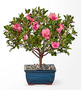 Azalea Bonsai - 8 inch - FedEx - PB43
