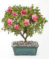 Image of Standard version for Azalea Bonsai - 12 inch - FedEx