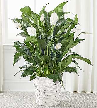 A New Leaf Peace Lily - S5720