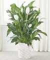 Image of Deluxe version for A New Leaf Peace Lily