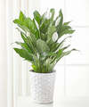 Image of Standard version for A New Leaf Peace Lily