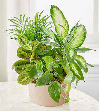 Balance and Harmony Dishgarden - S5721