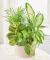 Image of Deluxe version for Balance and Harmony Dishgarden