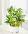 Image of Standard version for Balance and Harmony Dishgarden