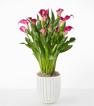 My Darling Pink Calla Lily Plant - Fluted Ceramic Container - FedEx - YAB02