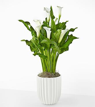 Classic White Calla Lily Plant - Fluted Ceramic Container - FedEx - YAB03