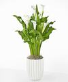 Image of Standard version for Classic White Calla Lily Plant - Fluted Ceramic Container - FedEx