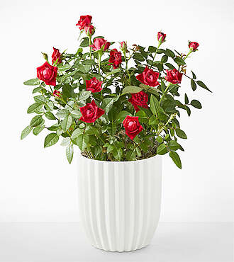 Royal Red Rose - Fluted Ceramic Container - FedEx - YAB04