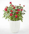 Image of Standard version for Royal Red Rose - Fluted Ceramic Container - FedEx