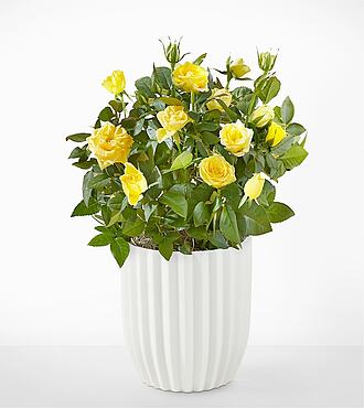Sunshine Yellow Rose Plant - Fluted Ceramic Container - FedEx - YAB05