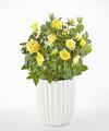 Image of Standard version for Sunshine Yellow Rose Plant - Fluted Ceramic Container - FedEx