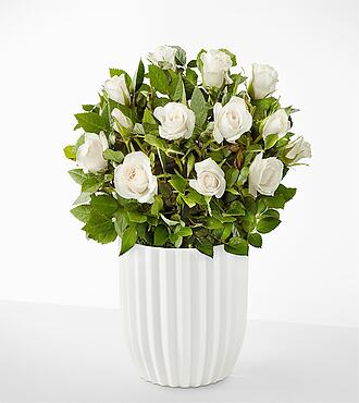 Pure and True White Rose Plant - Fluted Ceramic Container - FedEx - YAB06