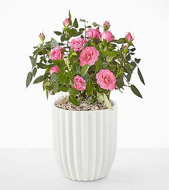 Young Love Pink Rose Plant - Fluted Ceramic Container - FedEx - YAB07