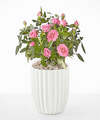 Image of Standard version for Young Love Pink Rose Plant - Fluted Ceramic Container - FedEx