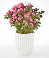 Image of Standard version for Petaled Pink Azalea - Fluted Ceramic Container - FedEx