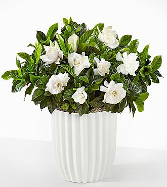 Pure Grace Gardenia Plant - Fluted Ceramic Container - FedEx - YAB10