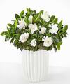 Image of Standard version for Pure Grace Gardenia Plant - Fluted Ceramic Container - FedEx