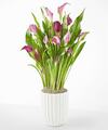 Image of Standard version for Loving Bloom Purple Calla Lily Plant - Fluted Ceramic Container - FedEx