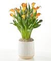 Image of Standard version for Orange Calla Lily Plant - FedEx