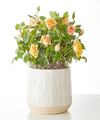 Image of Standard version for Orange Mini Rose Plant - FedEx