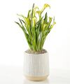 Image of Standard version for Yellow Calla Lily Plant - FedEx
