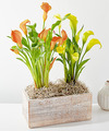 Image of Standard version for Double Calla Lily Plant - FedEx