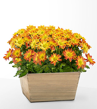Blooming Bronze Garden - FedEx - YAB21