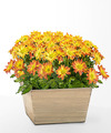 Image of Standard version for Blooming Bronze Garden - FedEx