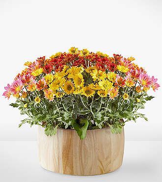 Autumn Garden - FedEx - YAC22