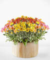 Image of Standard version for Autumn Garden - FedEx